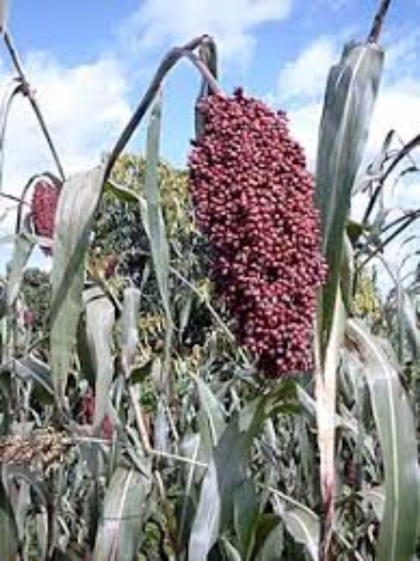 Sorghum 1kg