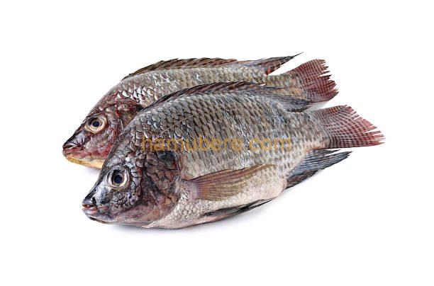 Gutted and scaled Nile Tilapia fish on white background