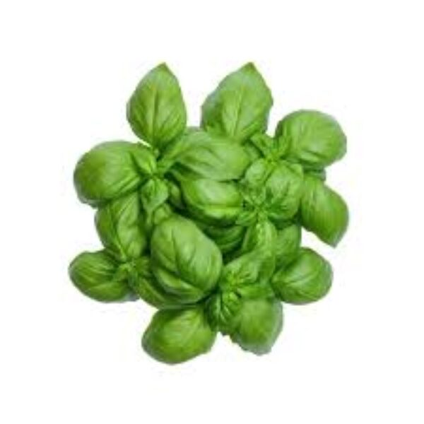 Basilic-Basil