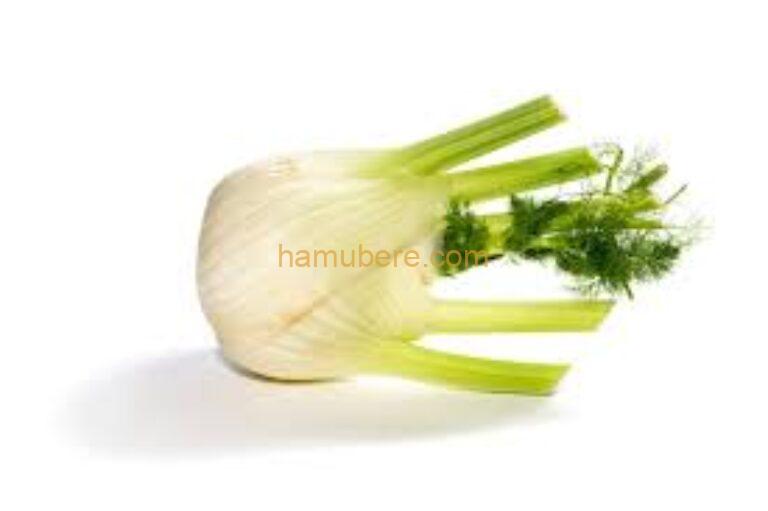 Fennel/Fenouille/ 1pc