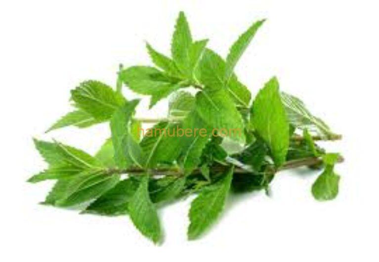 Mint leaves/ Feuilles de Menthes- Bunch