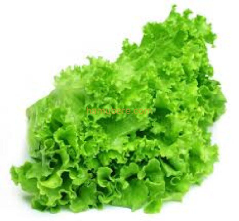 Green Lettuce /Bunch