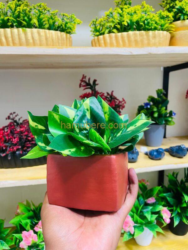 Scindapsus aureus Sweet Potato Leaves