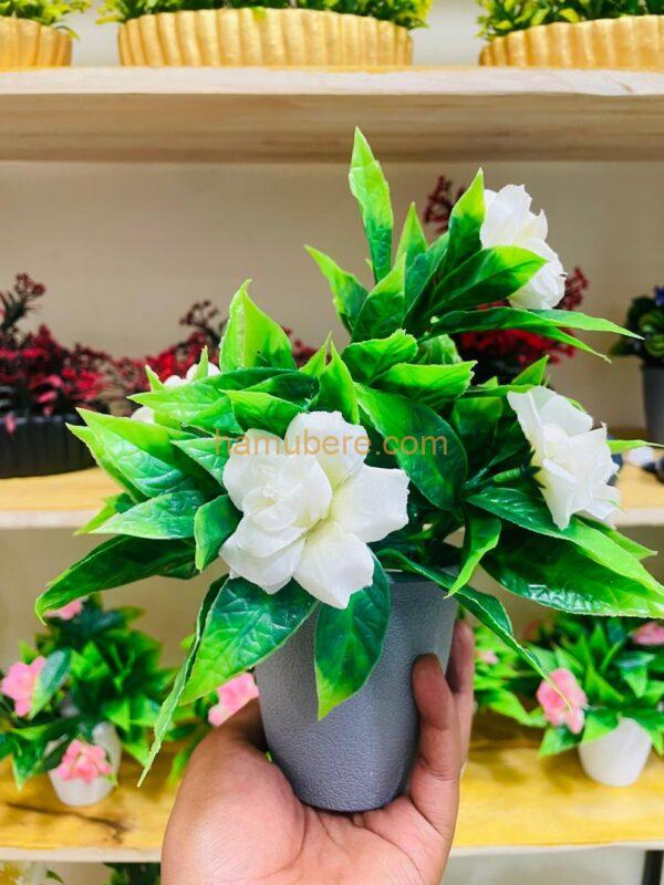CAPE JASMINE HYBRID FLOWER PLANT
