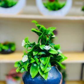 Plantsshops Jasmine Plant