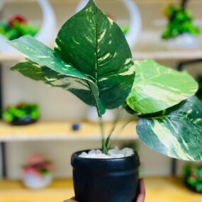 Perlite Propagation Made Easy and Foolproof