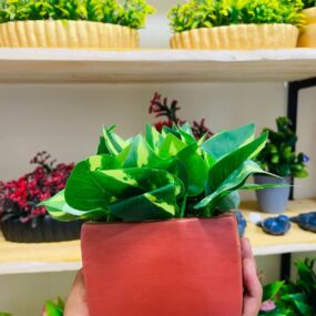 Living room indoor plant decoration mini simulated artificial plant bonsai